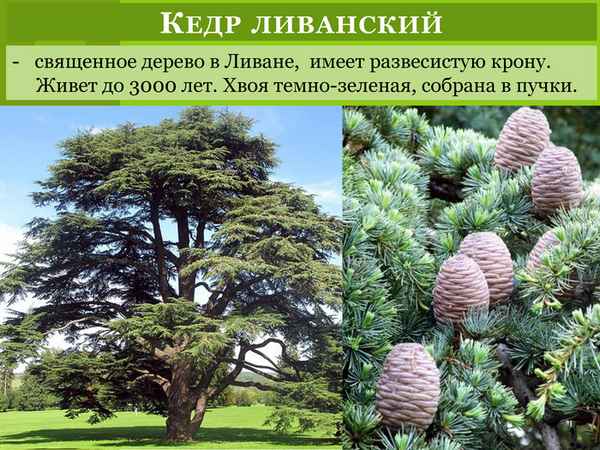 Фото и описание ливанского кедра