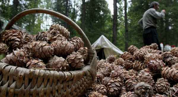 Сезон и правила сбора кедрового ореха в Кемеровской области
