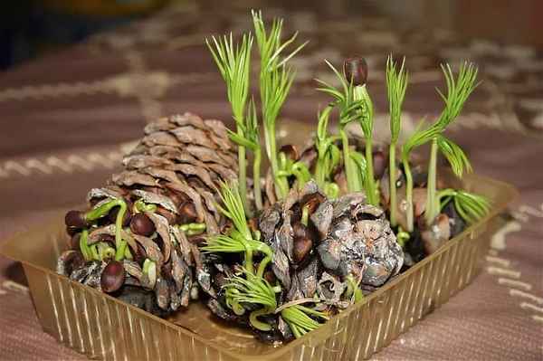 Размножение кедра в домашних условиях