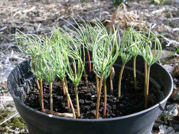 Как вырастить кедр из семечки в домашних условиях