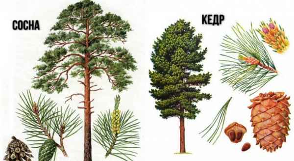 В чём разница между кедром и сосной