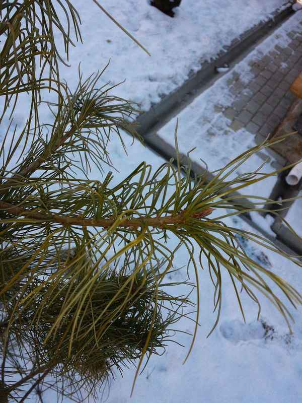 Что делать, если желтеет и сохнет кедр, причины