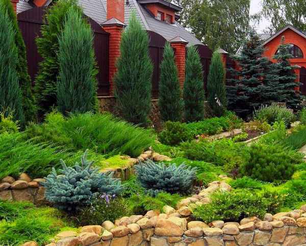 Можжевельник в ландшафтном дизайне