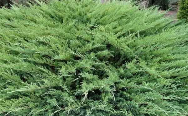 Описание можжевельника Блю Дануб, посадка и уход