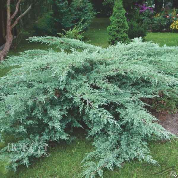 Можжевельник виргинский