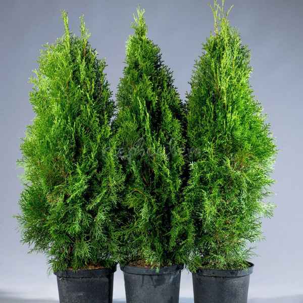 Туя смарагд