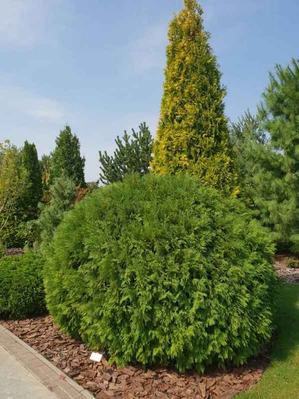 Описание сорта западной туи Вудварди