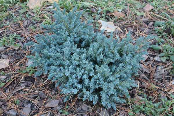 Описание можжевельника Блю Стар, посадка и уход