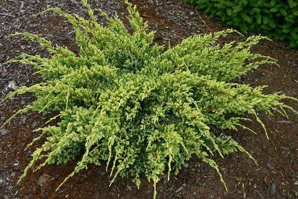 Описание можжевельника Дрим Джой, посадка и уход