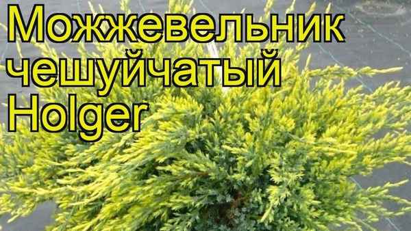 Описание можжевельника Холгер, посадка и уход