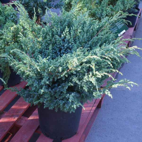 Описание можжевельника Блю Свид, посадка и уход