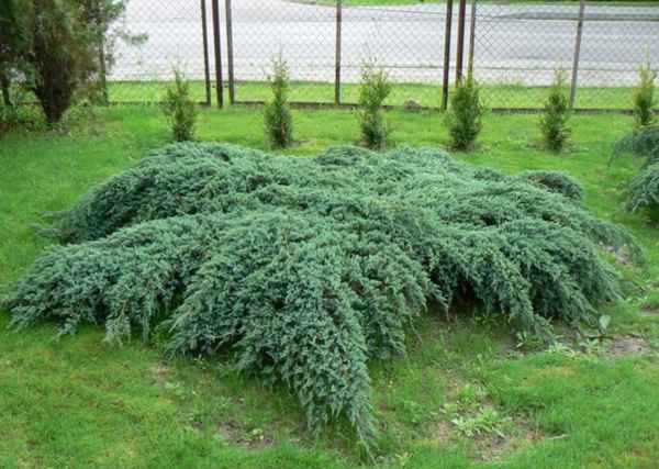 Описание можжевельника Блю Карпет, посадка и уход