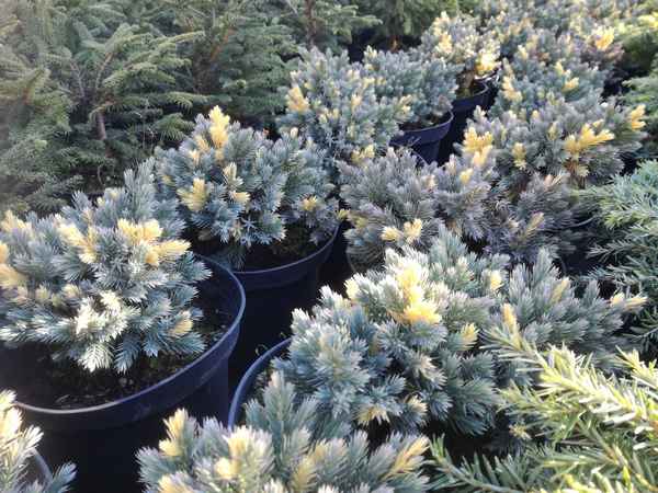 Всё о можжевельнике Флореант