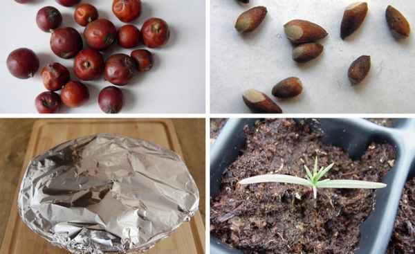 Посадка и выращивание можжевельника из семян