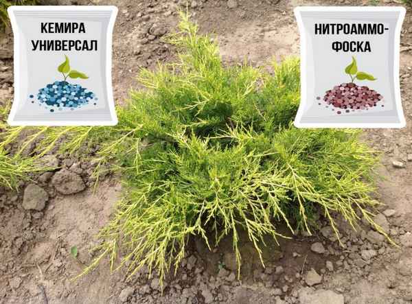 Удобрение для можжевельника летом и осенью