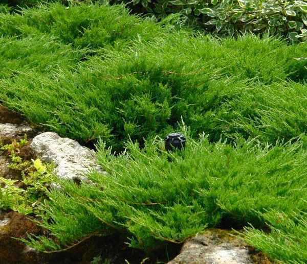 Можжевельник горизонтальный