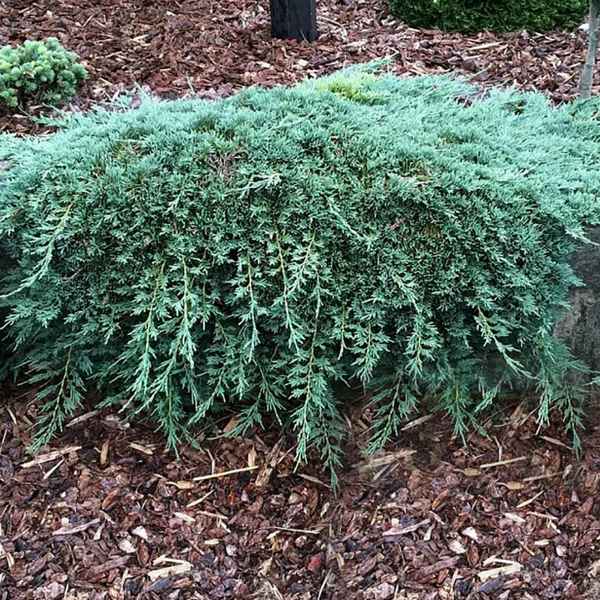 Описание можжевельника горизонтального Айс Блю, его посадка и уход