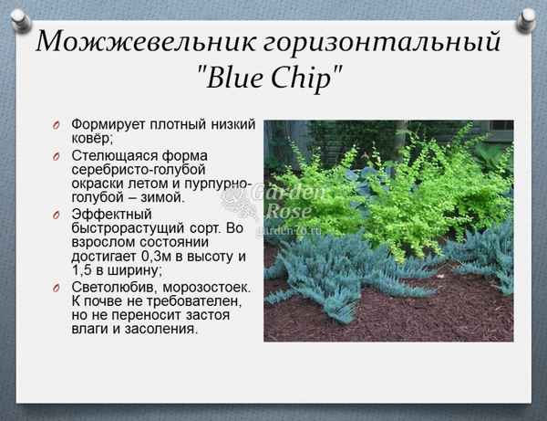 Описание можжевельника Блю Чип, посадка и уход