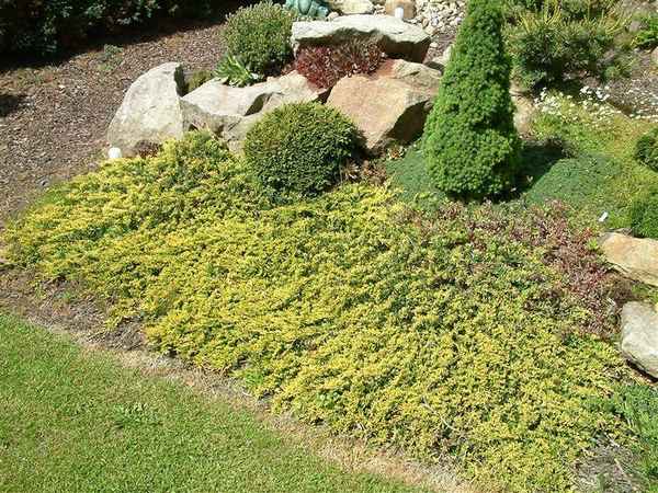 Описание можжевельника Голден Карпет, посадка и уход