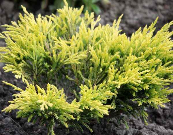 Можжевельник Лайм Глоу: посадка и уход