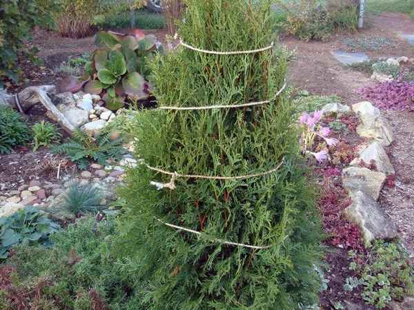 Как подготовить можжевельник к зиме