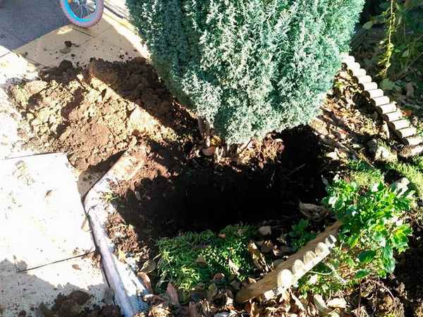 Когда лучше всего пересаживать можжевельник на новое место