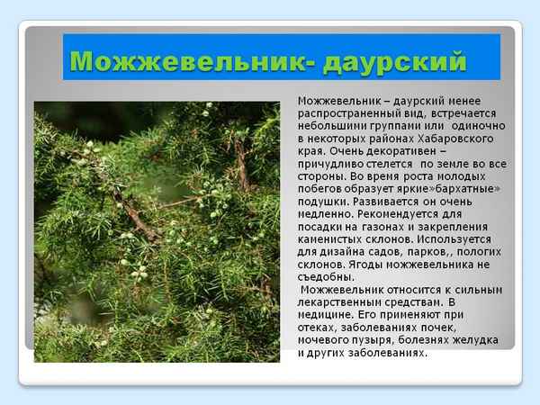 Описание даурского можжевельника, посадка и уход