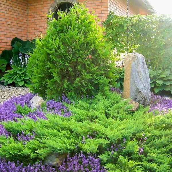 Сочетания можжевельника с растениями в саду
