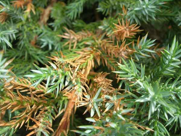 Почему желтеет можжевельник и что делать