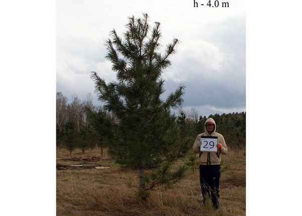 Когда кедр начинает плодоносить