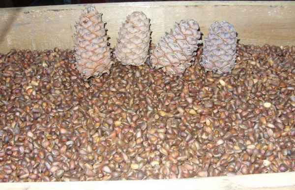 Как просушить и сохранить кедровые орехи в домашних условиях