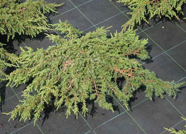 Всё о можжевельнике Репанда