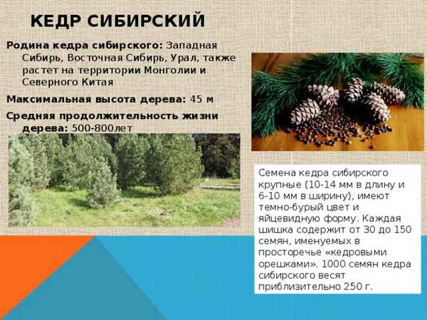 Продолжительность жизни кедра