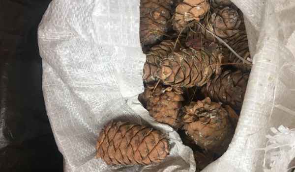 Как правильно сушить кедровые шишки