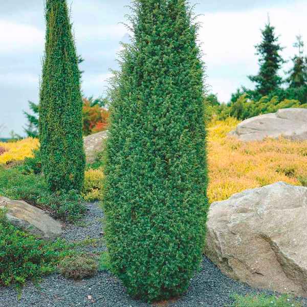 Всё о можжевельнике Хиберника