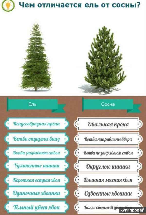 Разница между деревьями ёлки и ели