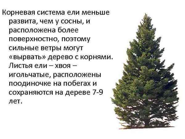 Особенности корневой системы ели