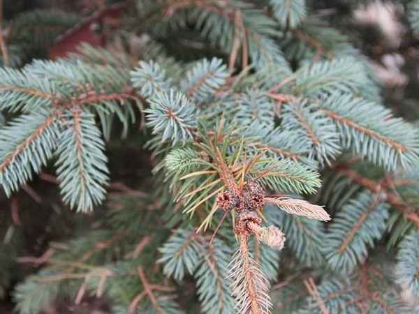 Болезни гoлyбой ели: описание и лечение