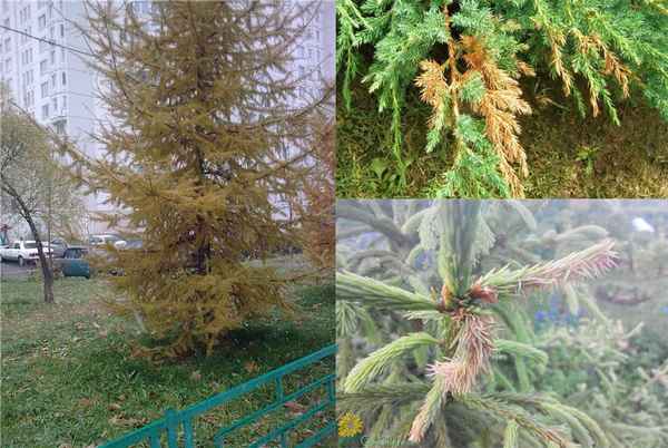 Пожелтение иголок ёлки — что делать