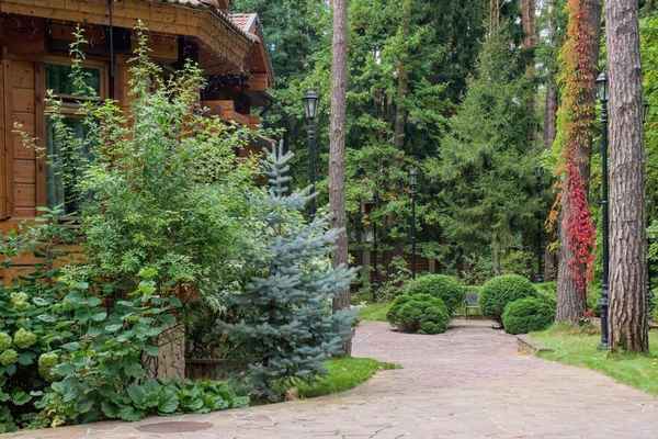 Применение сосен в ландшафтном дизайне участка