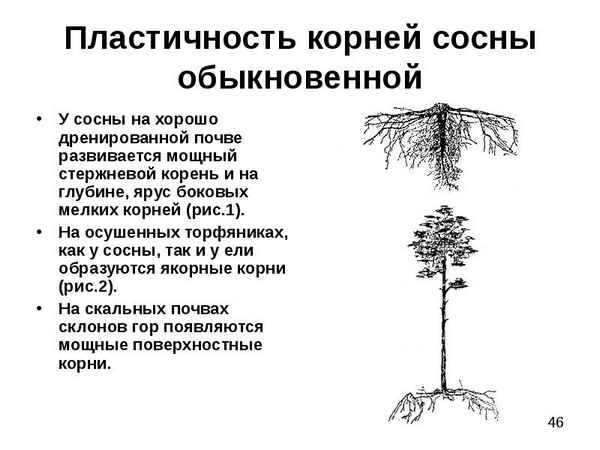 Особенности строения корневой системы сосны обыкновенной