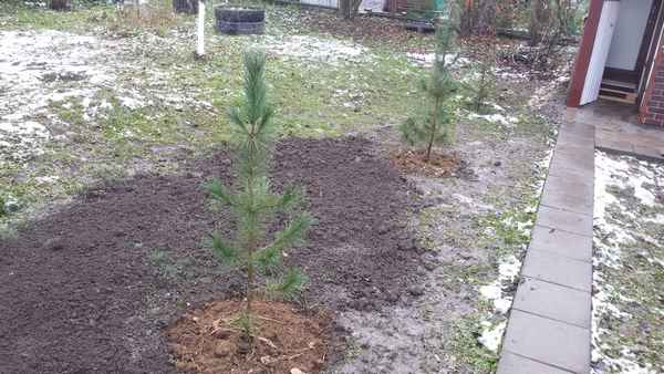 Правильная посадка сосны на дачном участке