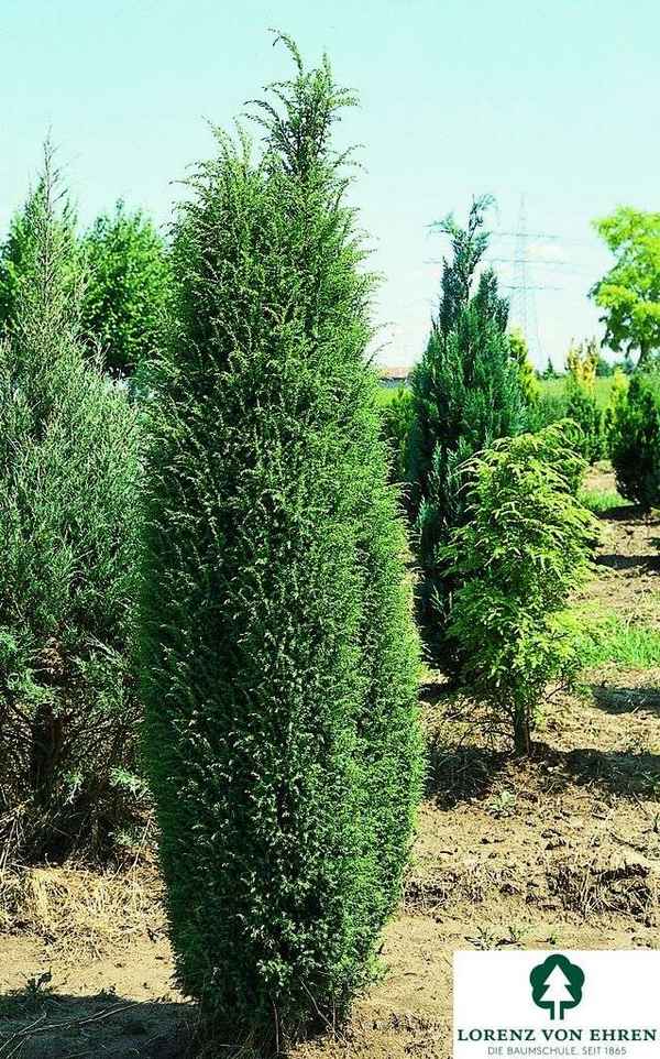 Можжевельник Суецика: посадка и уход