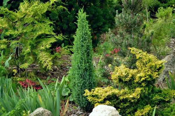 Всё о можжевельнике Компресса