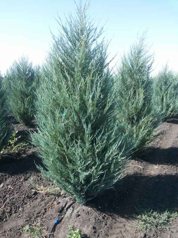 Всё о можжевельнике Мунглоу