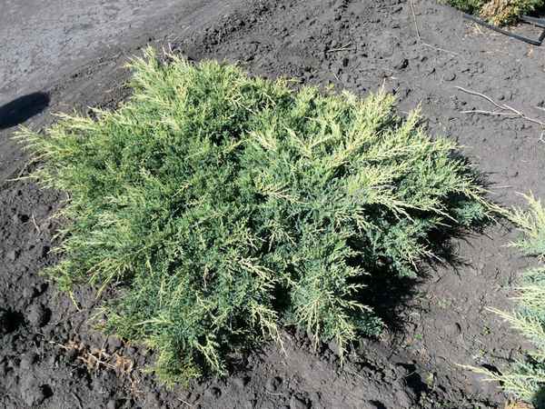 Описание популярных сортов можжевельника Пфитцериана