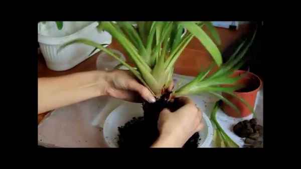 Пересадка гузмании в домашних условиях: сроки пересадки, пошаговая инструкция