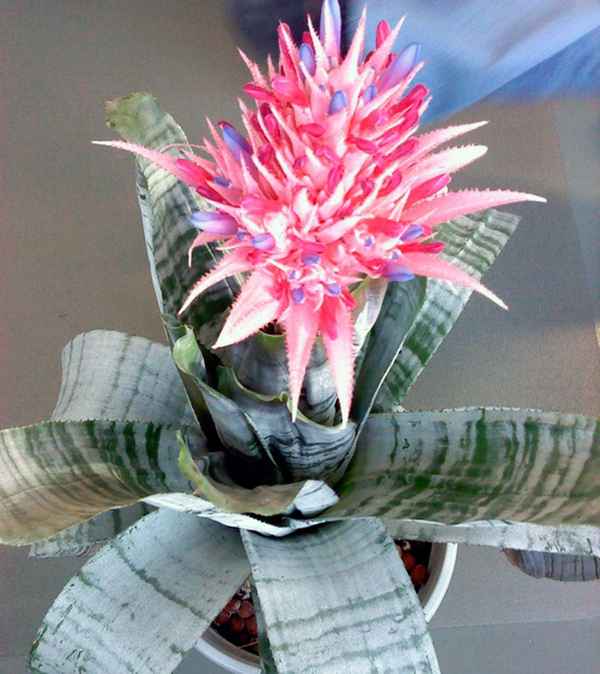 Эхмея: уход в домашних условиях