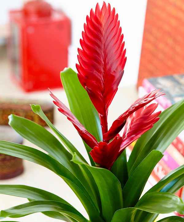 Вриезия спленриет: описание, выращивание и уход в домашних условиях