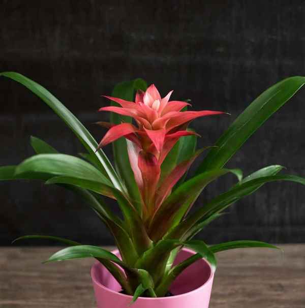 Гузмания язычковая: уход в домашних условиях